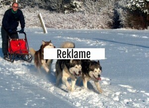 Væddeløb med hundeslæde Væddeløb med hundeslæde